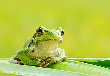 Glauben Sie noch an Vorhersagen vom Wetterfrosch?